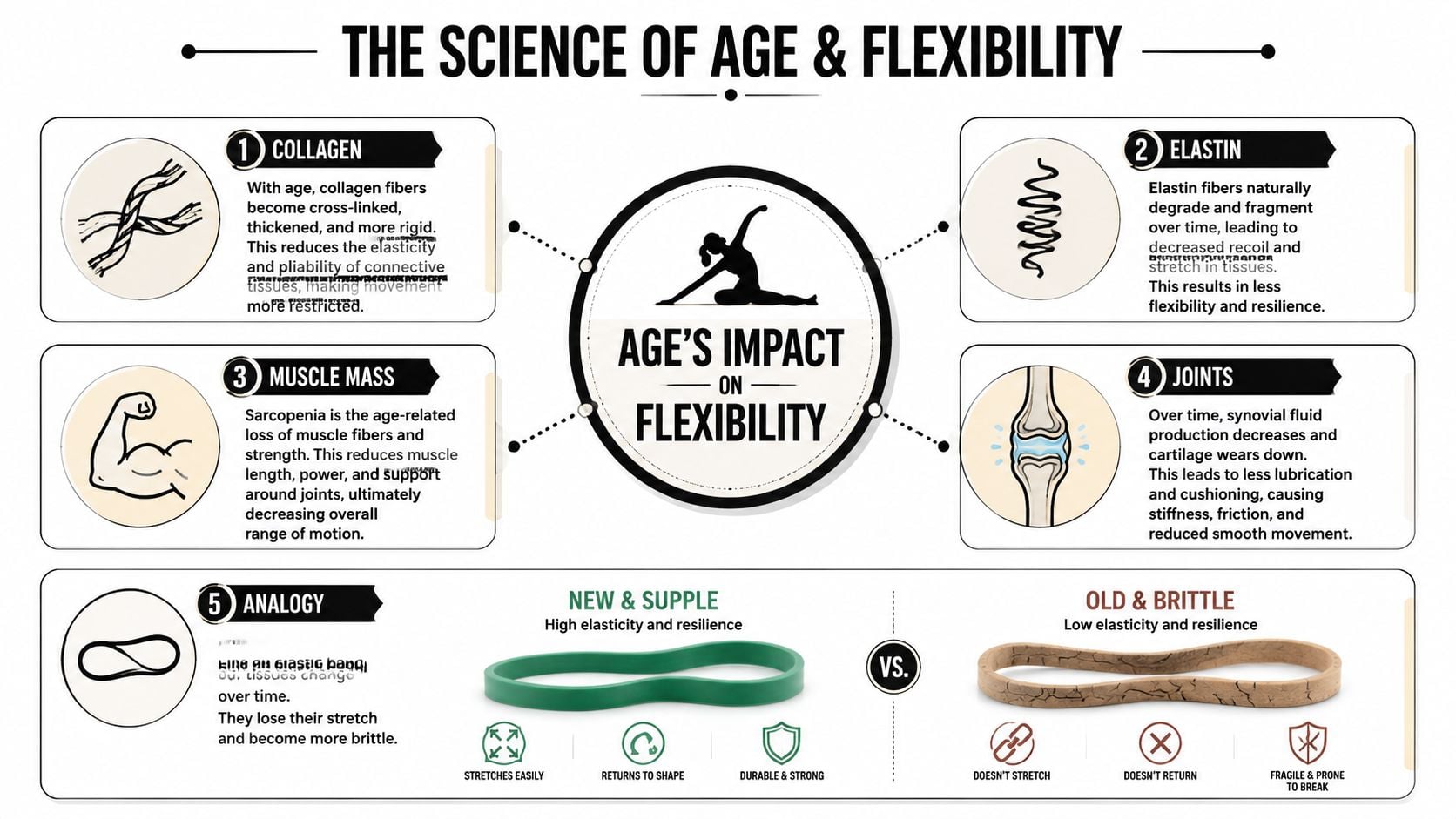 An infographic titled The Science of Age and Flexibility explaining how aging impacts physical movement and tissues.